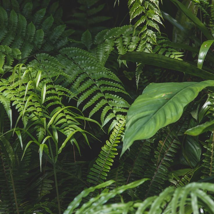 Protecting Rainforests, One Candle At A Time