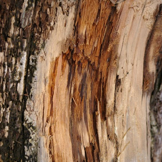 close up of the BASE notes ingredient, CEDARWOOD which is used in the scented candle FIG