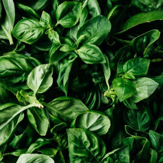 close up of the TOP notes ingredient, BASIL which is used in the scented candle FIG