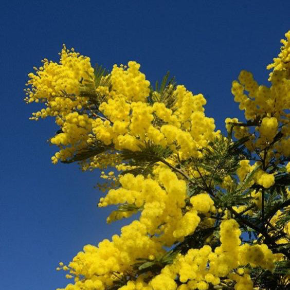 close up of the HEART notes ingredient, MIMOSA which is used in the scented candle MYKONOS
