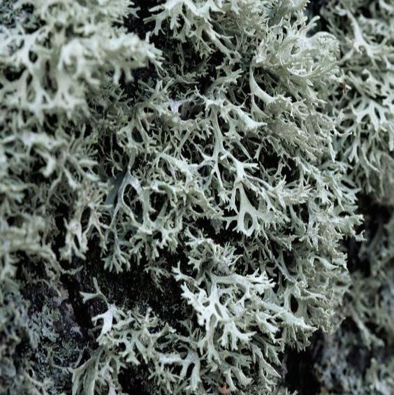 close up of the BASE notes ingredient, OAKMOSS which is used in the scented candle BEDSHEETS