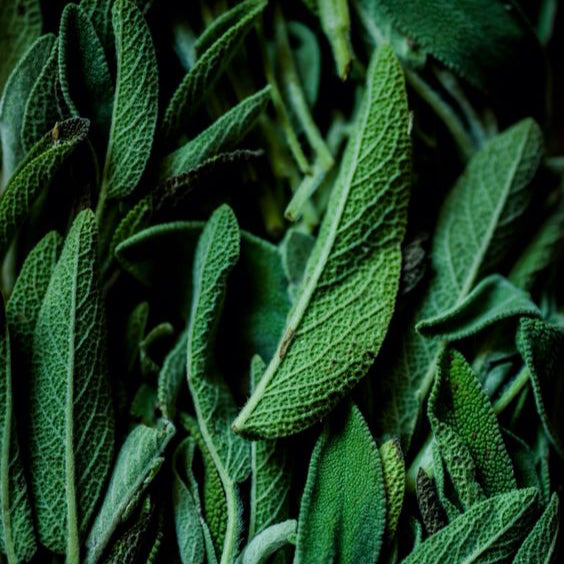 close up of the HEART notes ingredient, SAGE which is used in the scented candle BEDSHEETS