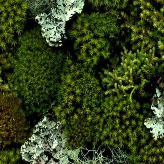 close up of the BASE notes ingredient, MOSS which is used in the scented candle THORNN
