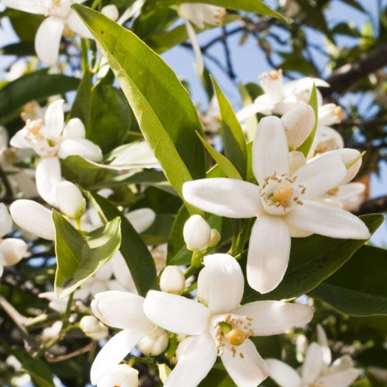 close up of the BASE notes ingredient, NEROLI which is used in the scented candle MYKONOS