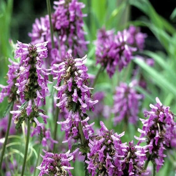 close up of the HEART notes ingredient, PATCHOULI which is used in the scented candle OUD