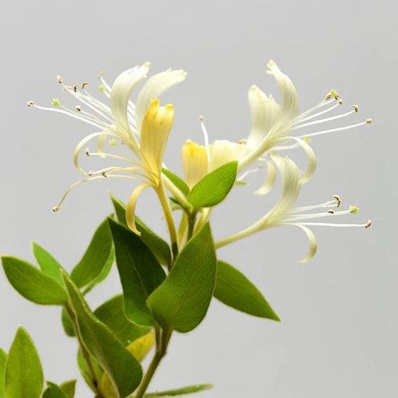 close up of the heart note ingredient, honeysuckle which is used in the scented candle AMOR 