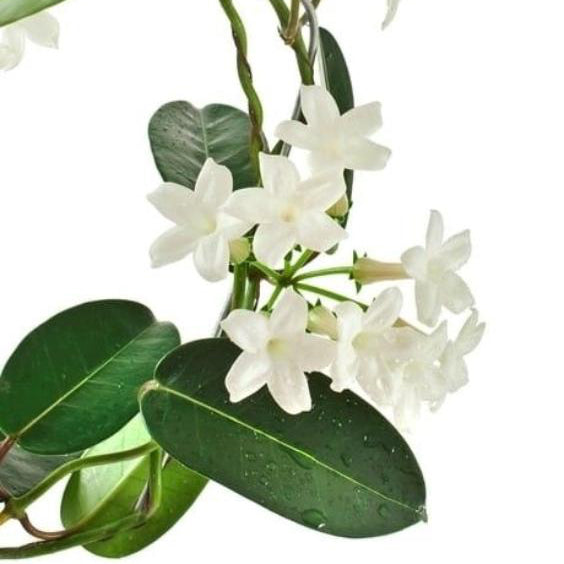close up of the heart note ingredient, JASMINE which is used in the scented candle LOBBY